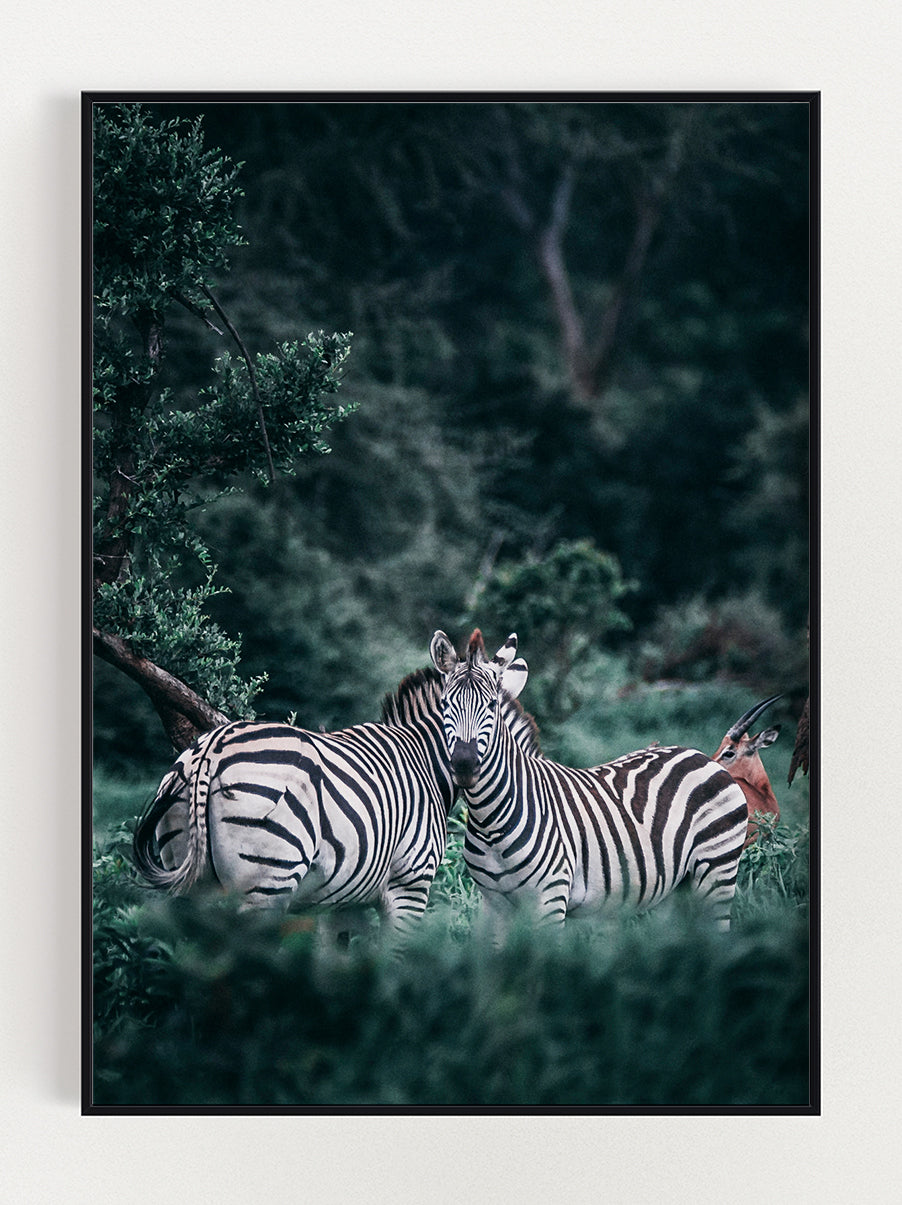 Two Zebras Poster