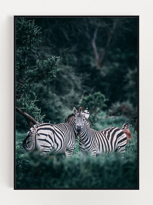 Two Zebras Poster